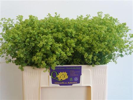 Alchemilla mollis 'Robustica'