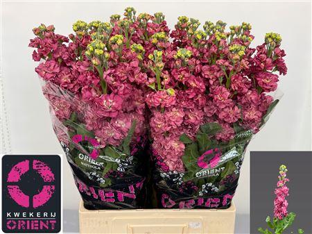 Matthiola incana 'Impala Terra'