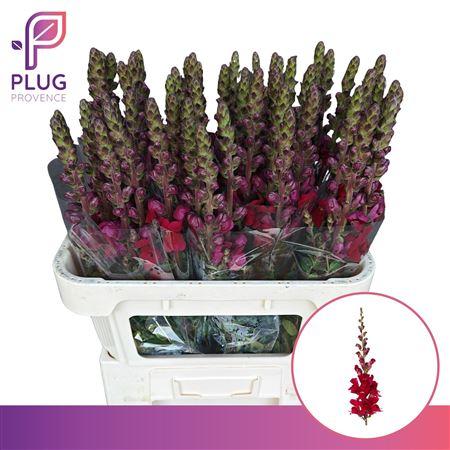 Antirrhinum majus 'Opus Red'
