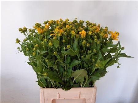 Rudbeckia nitida