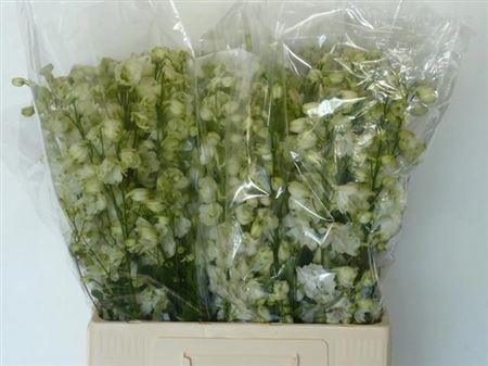 Delphinium dubbelbloemig (Elatum Grp) 'Guardian White'