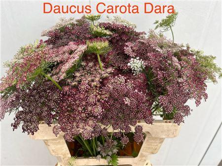 Daucus carota 'Dara'