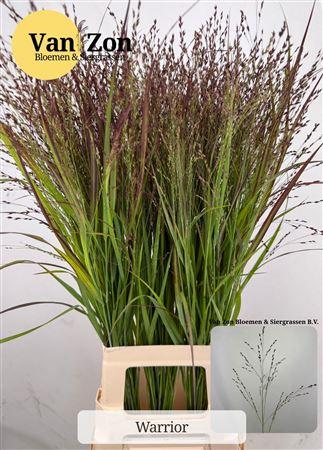 Panicum virgatum 'Warrior'