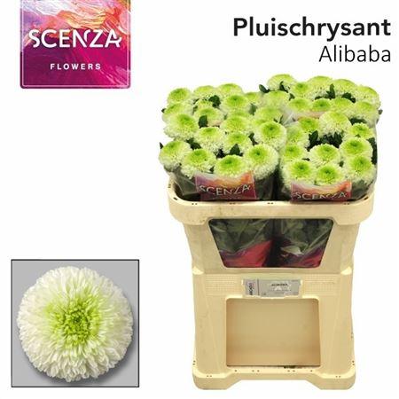 Chrysanthemum (Indicum Grp) geplozen Alibaba