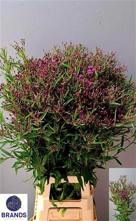 Vernonia crinita 'Mammuth'