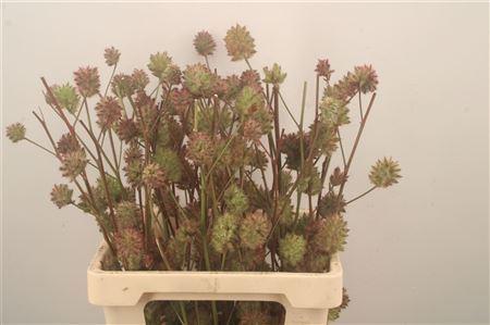Glycyrrhiza yunnanensis (zaaddoos)