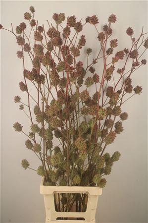Glycyrrhiza yunnanensis (zaaddoos)