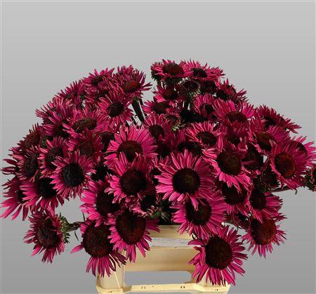 Echinacea 'Fatal Attraction'