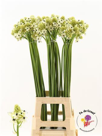 Ornithogalum saundersiae