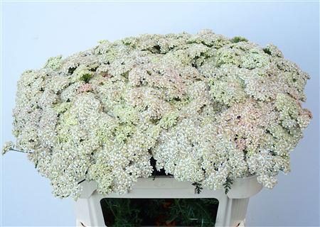 Achillea overig