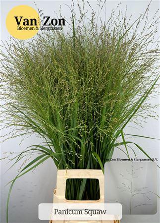 Panicum virgatum 'Squaw'