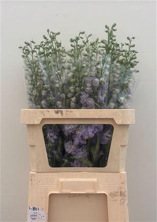 Delphinium dubbelbloemig (Elatum Grp) Dewi Impressive