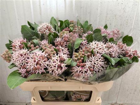 Asclepias incarnata 'Rosario'