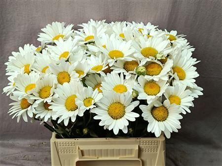 Leucanthemum (Superbum Grp) 'Becky'