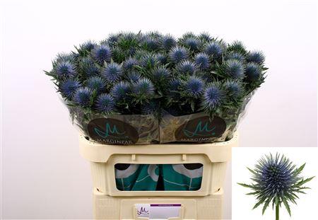 Eryngium 'Magnetar'
