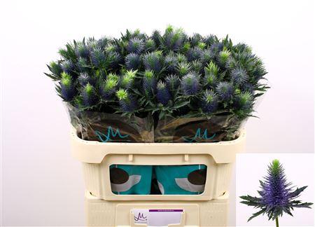 Eryngium Supernova Questar