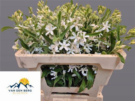 Oxypetalum coeruleum 'Alba'