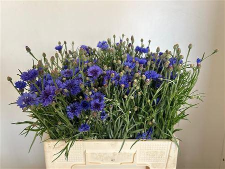 Centaurea cyanus