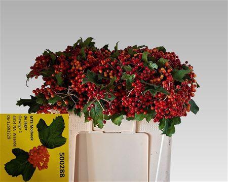 Viburnum per tak opulus 'Compactum'