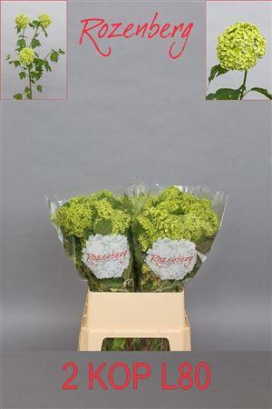 Viburnum opulus 'Roseum'