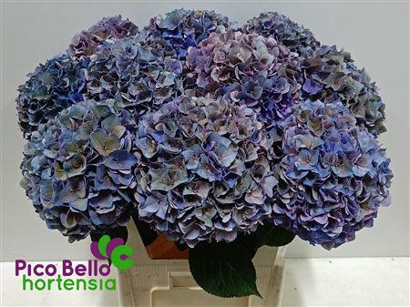Hydrangea macrophylla 'Rodeo' (classic)