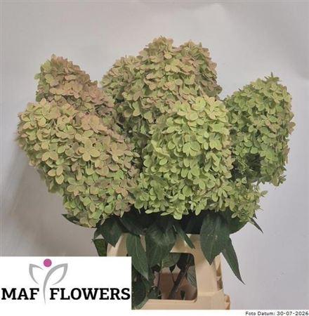 Hydrangea paniculata Magical Candle (classic)