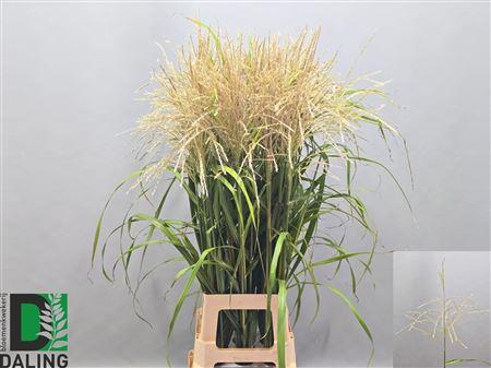 Miscanthus sinensis 'Ferner Osten' (wit)