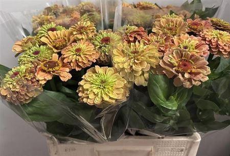 Zinnia 'Envy'