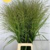 Panicum virgatum 'Squaw'