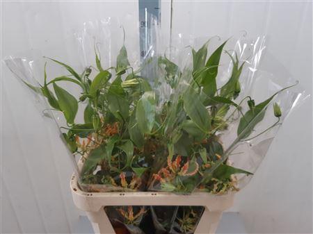 Gloriosa 'Sparkling Orange'