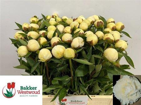 Paeonia (Lactiflora Grp) 'Duchesse de Nemours'