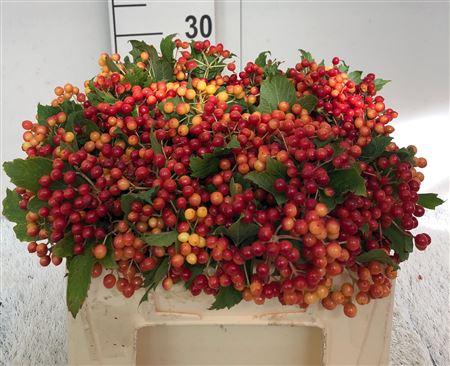 Viburnum per tak opulus 'Compactum'