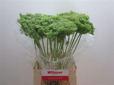 Ammi visnaga 'Green Mist'