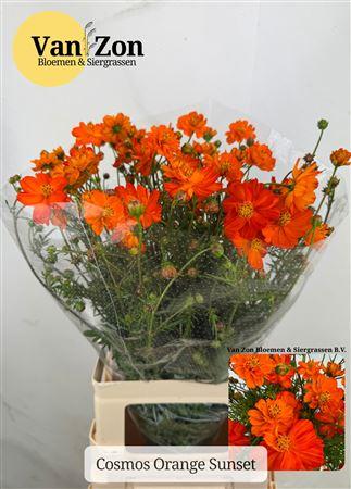 Cosmos bipinnatus