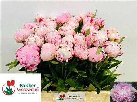 Paeonia (Lactiflora Grp) 'Sarah Bernhardt'
