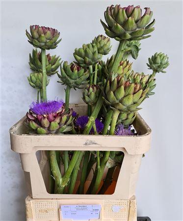 Cynara 'Groene van Laon'