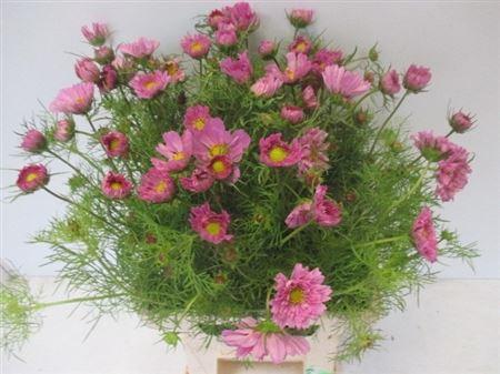 Cosmos bipinnatus