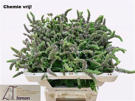 Mentha 'Jocka'