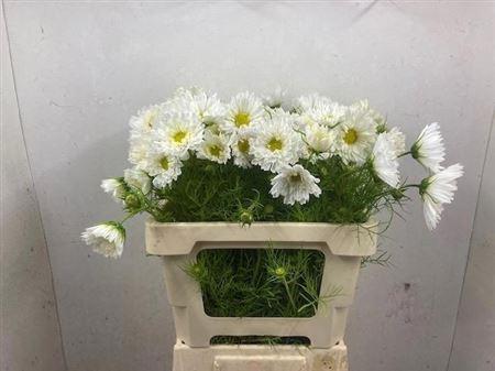 Cosmos bipinnatus