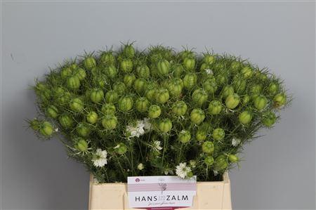 Nigella damascena (zaaddoos)