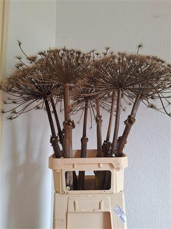 Droogbloemen onbewerkt