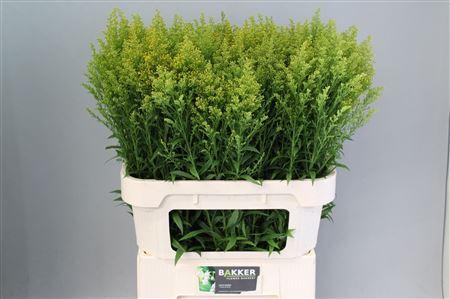 Solidago Tara
