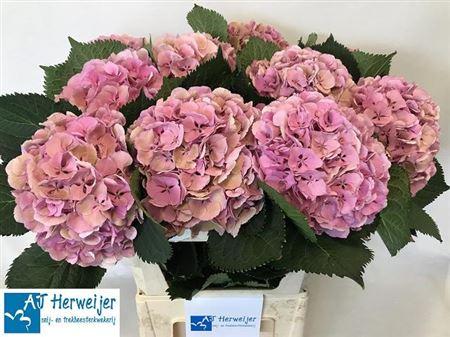 Hydrangea macrophylla 'Elbtal' (classic)