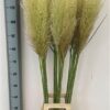 Cortaderia overig