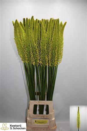 Eremurus stenophyllus