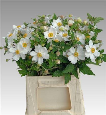 Anemone coronaria 'Carmel White'