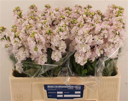 Matthiola incana StoX Silver