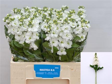 Matthiola incana StoX White
