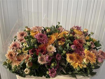 Chrysanthemum (Indicum Grp) tros Gompie gemengd