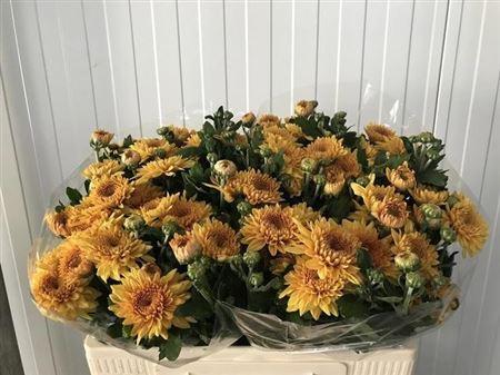 Chrysanthemum (Indicum Grp) tros 'Gompie Brons'